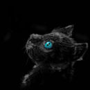 black-cat-head
