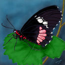 mariposa