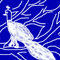 a-white-peacock-in-a-w by vino3sarika