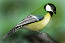 parus-major
