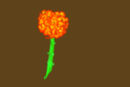 the-fire-rose