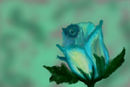 blue-rose