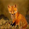 fox by marilens