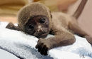 monkey monkey