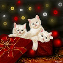merry-christmas-queeky merry-christmas-queeky