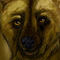 wilddog by Chaosthief