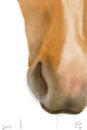 horse-nose