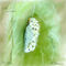 pupa-en-proceso by aly