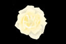 white-rose