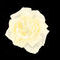white-rose by 1Two3
