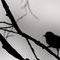 shadow-bird by 1Two3