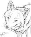 coyote-sketch
