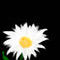 flower by pichalka