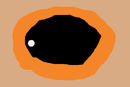 the-meerkat-eye