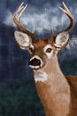 stag