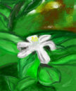 calamansi-flower
