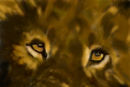 resentless-lion-eye