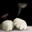 kitty-kitty kitty-kitty
