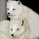 arctic-foxes arctic-foxes