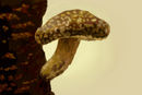 shroomy