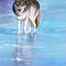 wolf by taneman