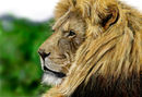 majestic