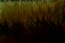 shaded-field