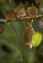 threes-a-crowd