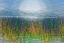 wetland