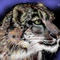 snow-leopard by kingdomheartskeyblade