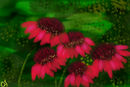 cone-flower
