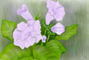 gloxinia