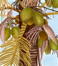 lovely-bunch-of-coconu