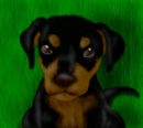 doberman-puppy