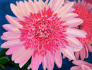 pink-and-red-florals