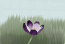 crocus