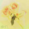 rose-of-fun-variation by sara890456