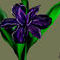 iris by amschade