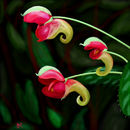 kilimanjaro-impatiens