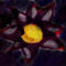 flower-in-the-storm by gemmafinnerty