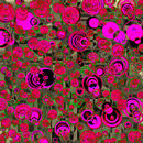 poppies