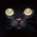 cat-in-june