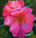 2-pink-flowers