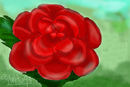 color-page-rose