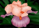 0706