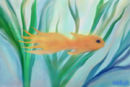 fish-in-a-pond fish-in-a-pond