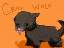gray-wolf