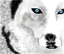 mystic-wolf mystic-wolf