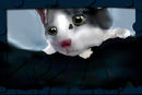 princess--my-kitty