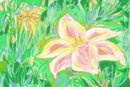 lily